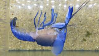 Incredible Footage of a Moulting Crayfish [upl. by Ysset]