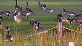 Repel Canadian Geese With GooseBuster [upl. by Dahaf]