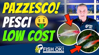 💰🐟 Pesci per acquario low cost adatti a tutti [upl. by Nylavad]