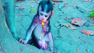 Really Adorable Tiny Baby Monkey Mother Sa Pring [upl. by Ahcsropal]