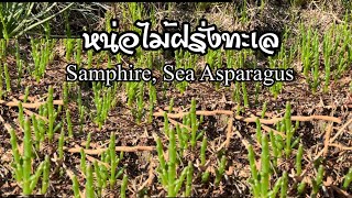 ครั้งแรกที่เจอและเก็บ Marsh Samphire Sea Asparagus หน่อไม้ฝรั่งทะเล 🏴󠁧󠁢󠁥󠁮󠁧󠁿 [upl. by Nosrej]