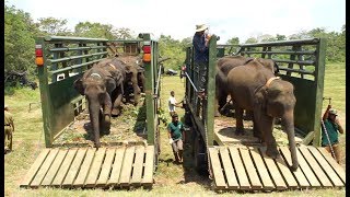 Back To The Wild A Sri Lankan Elephant Orphan Release [upl. by Eidualc]