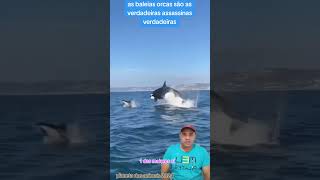 baleias orcas são as verdadeiras assassinas mesmo veja esse vídeo [upl. by Eladal]