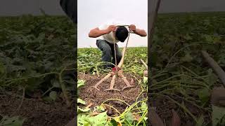 The process of digging sweet potatoes with the multi head rake [upl. by Aihtak131]