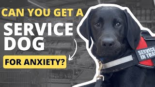 Can you get a Service Dog for Anxiety USA [upl. by Ingles]