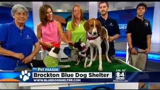 Pet Parade Brockton Blue Dog Shelter [upl. by Boykins]