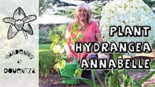 Planting Hydrangea Annabelle  Amazing Aborescens Hydrangea [upl. by Ytsur]