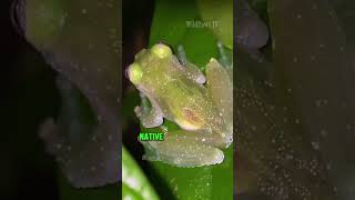 Glass Frog  Natures Translucent Marvels 🍃🐸 [upl. by Jamaal]