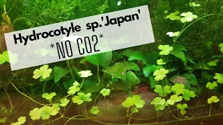 Hydrocotyle spJapan no CO2 [upl. by Otipaga]