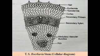 Boerhavia stem T S Practical for BSc II Year [upl. by Tamanaha]