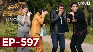 ShajareMamnu  Episode 597  Turkish Drama Forbidden Fruit  Urdu Dubbing  4 October 2023 [upl. by Nova869]