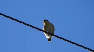 Striated Pardalote Yengarie Qld [upl. by Rombert]