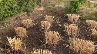 Pennisetum alopecuroides Red Head and how to care for the plant [upl. by Elleirad704]