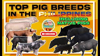 TOP PIG BREEDS IN THE PHILIPPINES INCLUDES NATIVE PIGS [upl. by Masha]