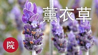 【彬彬有院】 花• 家庭薰衣草收获与自制薰衣草香包How to Harvest and Dry Lavender [upl. by Euqcaj402]