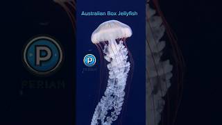 Australian Box Jellyfish [upl. by Klockau]