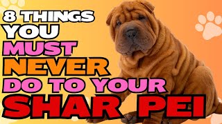 8 Things You Must Never Do to Your Shar Pei🐾 [upl. by Amadis82]