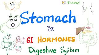 Digestion in the Stomach GI hormones  Gastric Motility and Secretion  Gastroenterology [upl. by Wardieu]