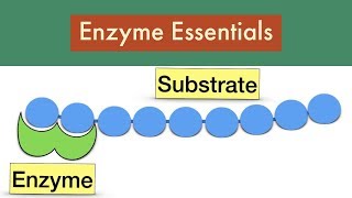 Enzyme Essentials Exam FeedbackLeaving Cert Biology Enzymes [upl. by Gibbs]