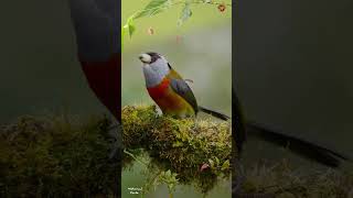 Toucan barbet  Song of Toucan barbet  Forest Song  foryou youtubeshorts youtube [upl. by Fasa617]