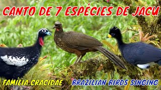 Canto de 7 Aves da Família do JACU Cracidae  Brazilian Birds Singing [upl. by Tezil551]