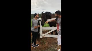 Gusttavo Lima Amanhecendo o Dia Cantando na Fazenda ⛅🐂🐎 🎙️🎶🇧🇷 [upl. by Nuahsyar]