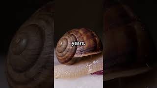 Did You Know A Snail Can Sleep for 3 Years [upl. by Fadden422]