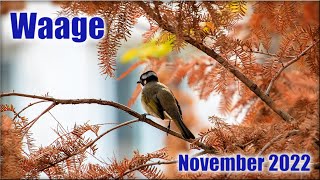 ♎ Waage  November 2022 ♎  Rätselhafte Beweggründe [upl. by Cayla]