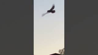 Leavenworth Washington stay Evening views with Hunting Owl in Flight Shorts [upl. by Gilbye]