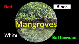 Mangroves Lesson fieldtrip and QUIZ [upl. by Ishmael]