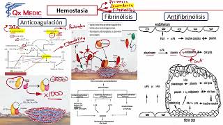 5 RM19 2V FARMACOLOGÍA ANTIARRÍTMICOS DIGOXINA HEMOSTASIA ANTIAGREGANTES [upl. by Nager739]