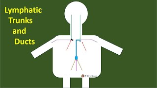 9 Lymphatic Trunks and 2 Lymphatic Ducts A Simple Demonstration [upl. by Antipus33]