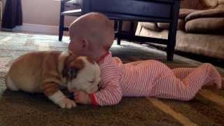 Bulldog puppy kissing the baby [upl. by Chader]