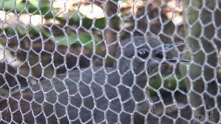 Superb Lyrebird imitating construction work  Adelaide Zoo [upl. by Euqcaj]