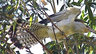 NATIVE BIRDS OF AUSTRALIA  CHANNEL BILLED CUCKOO [upl. by Baggett771]