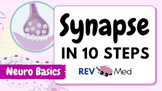 Synaptic Transmission The Synapse 10 easy steps  Neuro [upl. by Nylkcaj]