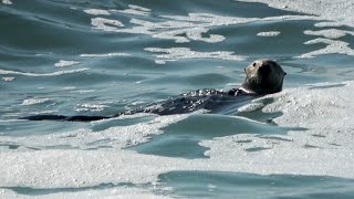 Otter Adventures Playing in the Waves at Asilomar [upl. by Atlas]