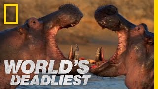 Hippo vs Hippo  Worlds Deadliest [upl. by Ynnav]