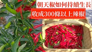 讓朝天椒可多次採收，且收成300條以上的種植分享  阿星種植 [upl. by Asiole]