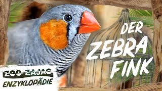 ZEBRAFINK  VOGELENZYKLOPÄDIE  ZOO ZAJAC [upl. by Nnylrac830]