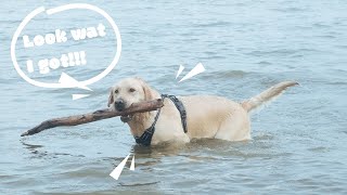 My Dog Loves Swimming  Quiet Waters Park Annapolis MD [upl. by Ardene510]