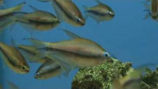 Emperor Tetra Nematobrycon palmeri for sale at Tyne Valley Aquatics [upl. by Llennehc]