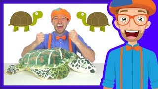 Animal Songs for Children  The Tortoise Song by Blippi [upl. by Hurlow453]