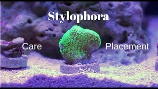 Stylophora SPS  Description Care and Placement [upl. by Wertheimer736]