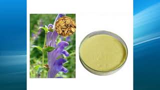 scutellaria baicalensis extract supplierwholesalebulkfactory [upl. by Ecirual501]