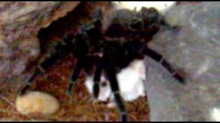 Lasiodora Parahybana vs chammster [upl. by Tymothy434]