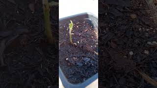 Growing a Loquat Tree from Seed [upl. by Eimmij]