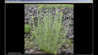 Tragopogon dubius  Yellow Salsify Pt 1 of 2 [upl. by Honig697]