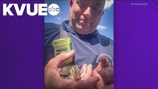 Round Rock Fire Department rescues ducklings from storm drain [upl. by Netsew56]