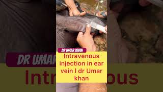 Intravenous injection in ear vein l dr Umar khan [upl. by Haleemak16]